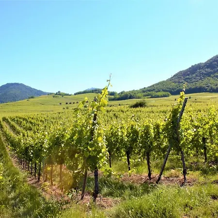La Halte Des Vignes - Route Des Vins D'alsace Apartment Scherwiller