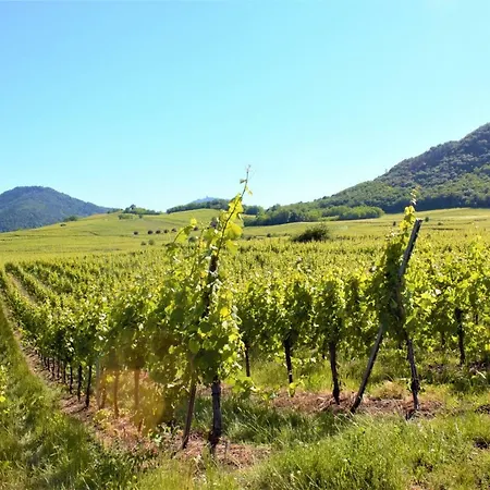 La Halte Des Vignes - Route Des Vins D'alsace Appartamento Scherwiller
