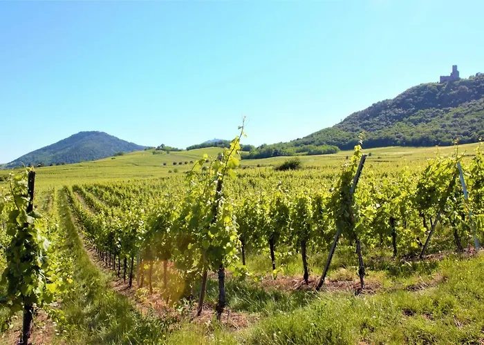 La Halte Des Vignes - Route Des Vins D'alsace Apartamento Scherwiller